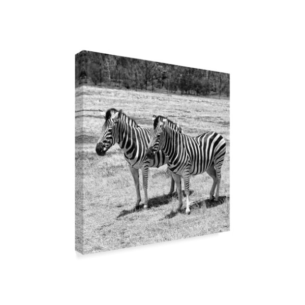 Incredi 'Two Gray Zebra' Canvas Art,14x14